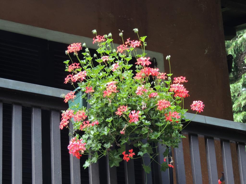 Ferienwohnung Il Faggio Rosso Albiolo Exterior foto